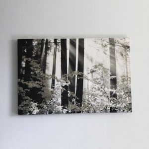 Art 15